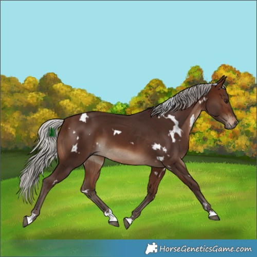 Horse Color:White Spotted Silver Brown 