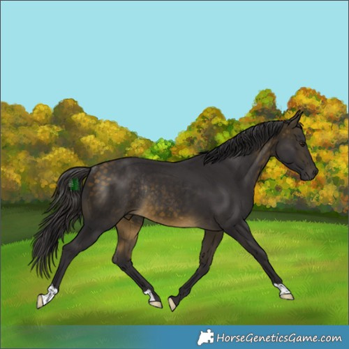 Horse Color:Buckskin Rabicano 