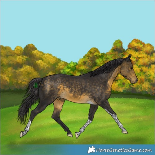 Horse Color:Buckskin Tobiano Rabicano