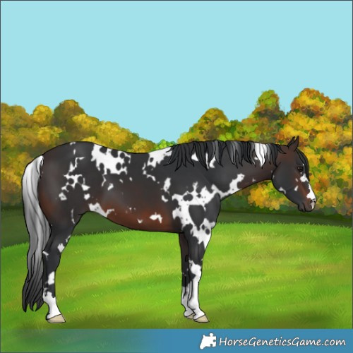 Horse Color:White Spotted Brown
