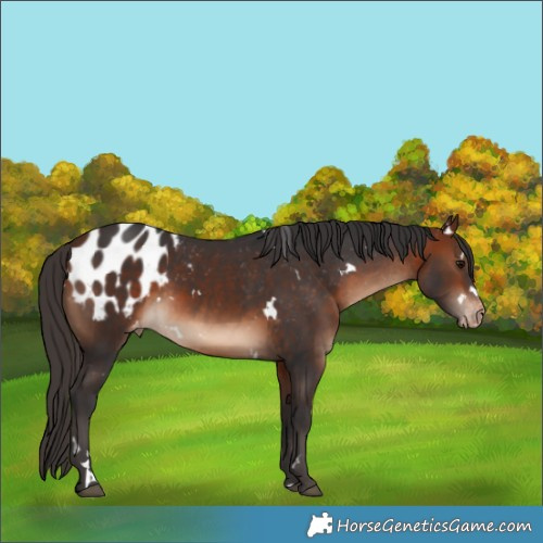 Horse Color:White Spotted Bay Appaloosa