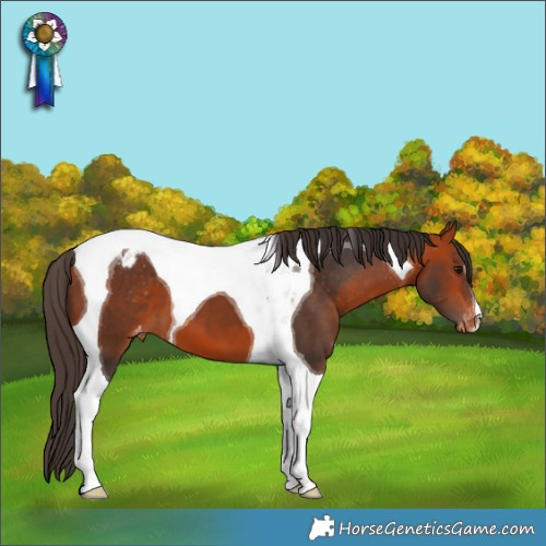 Horse Color:Bay Tobiano Appaloosa 