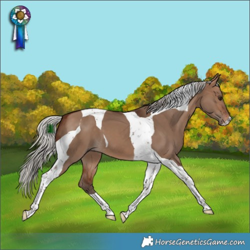 Horse Color:Silver Brown Dun Tobiano 