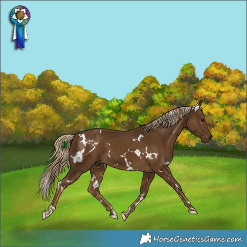 Horse Color:White Spotted Chocolate Palomino 
