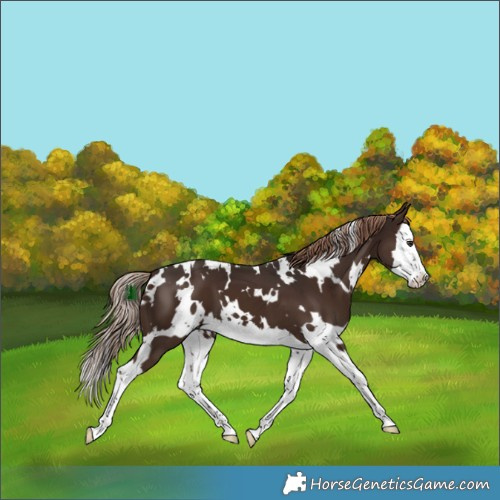 Horse Color:White Spotted Liver Chestnut Splash 