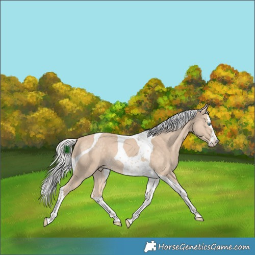 Horse Color:Silver Perlino Splash Tobiano 
