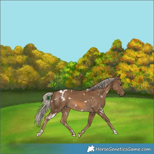 Horse Color:White Spotted Chocolate Palomino