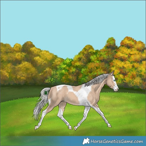 Horse Color:Silver Perlino Splash Tobiano