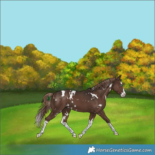 Horse Color:White Spotted Liver Chestnut Splash