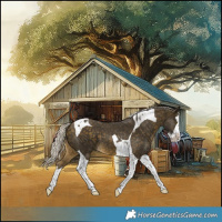Horse Color:Silver Buckskin Splash Tobiano