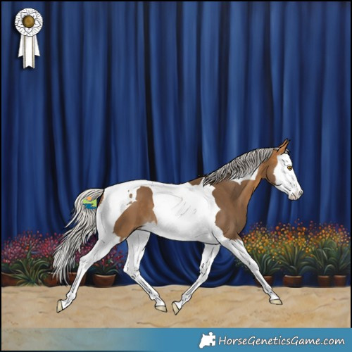 Horse Color:Silver Buckskin Splash Tobiano 