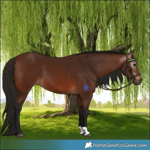 Horse Color:Gray Bay 