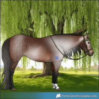 Horse Color:Gray Bay 
