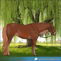 Horse Color:Chestnut 