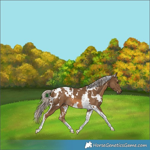 Horse Color:White Spotted Chocolate Palomino Tobiano