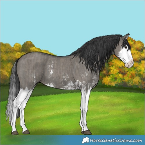Horse Color:Grullo Sabino Splash  and Grullo Sabino Splash 