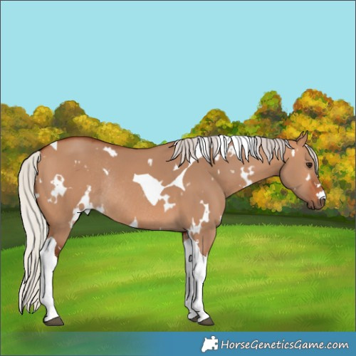 Horse Color:White Spotted Silver Bay Dun Tobiano Rabicano