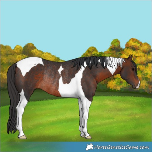 Horse Color:Brown Tobiano Rabicano 