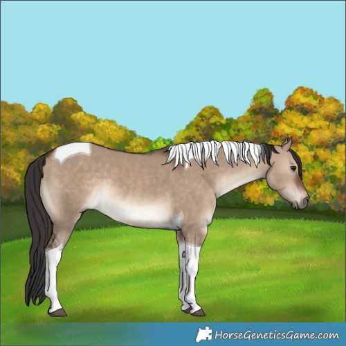 Horse Color:Brown Dun Tobiano Rabicano 