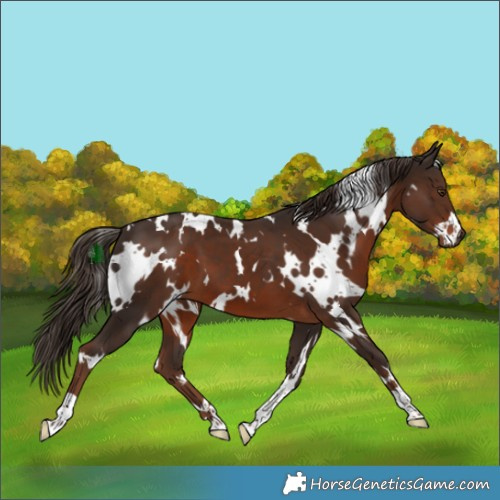 Horse Color:White Spotted Liver Chestnut