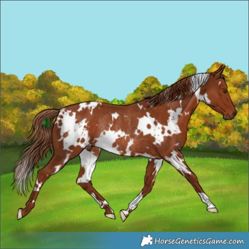 Horse Color:White Spotted Chestnut Rabicano