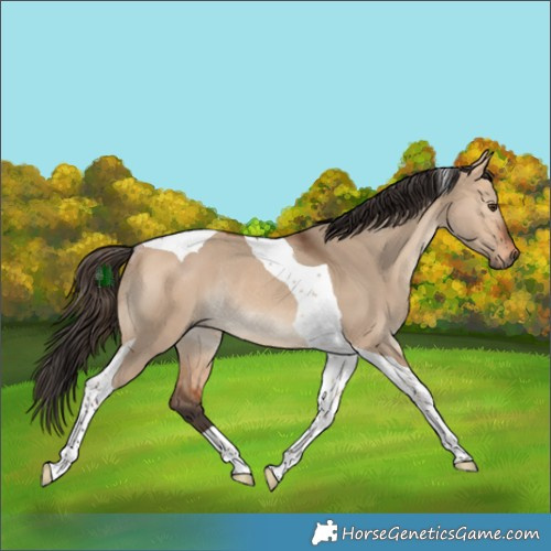 Horse Color:Bay Dun Tobiano Rabicano 
