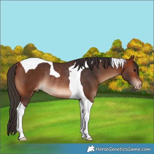 Horse Color:Bay Tobiano Varnish Rabicano 