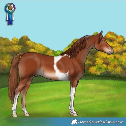 Horse Color:Chestnut Tobiano 