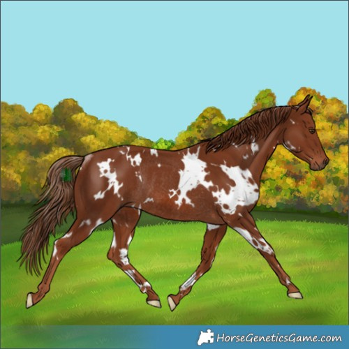 Horse Color:White Spotted Chestnut Rabicano 