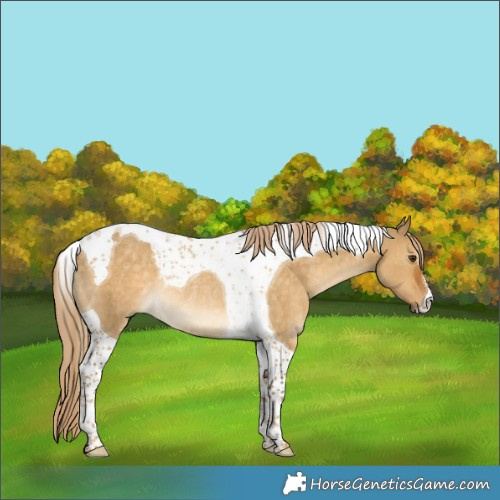 Horse Color:Chocolate Palomino Dun Tobiano Rabicano 