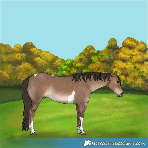 Horse Color:Liver Red Dun Tobiano Rabicano