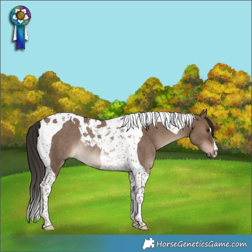 Horse Color:Liver Red Dun Tobiano Rabicano 