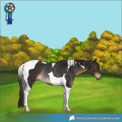 Horse Color:Liver Chestnut Tobiano Rabicano 