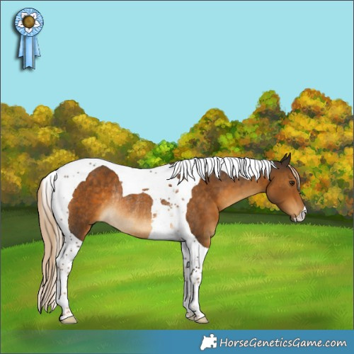 Horse Color:Chocolate Palomino Tobiano Rabicano 