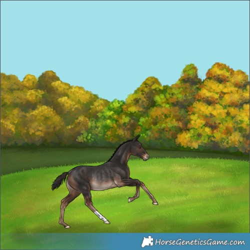 Horse Color:Liver Chestnut Rabicano 