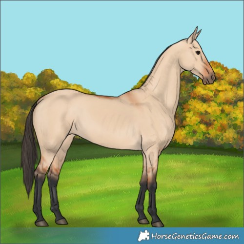 Horse Color:Bay Dun