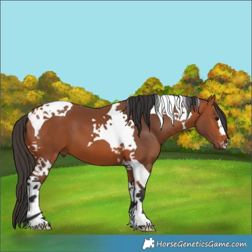 Horse Color:Bay Tobiano