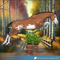 Horse Color:Bay Splash Frame  and Bay Splash Frame 