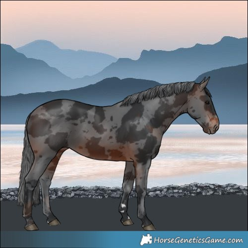 Horse Color:Brown Merle 