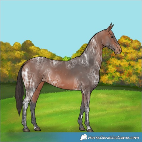 Horse Color:Bay Ice Varnish 