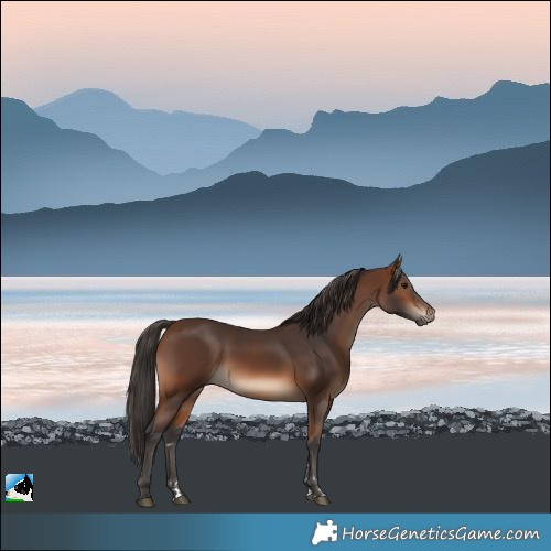 Horse Color:Brown 