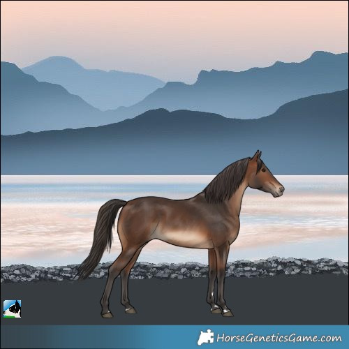 Horse Color:Brown 