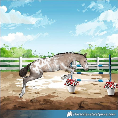 Horse Color:Liver Red Dun Sabino Appaloosa 