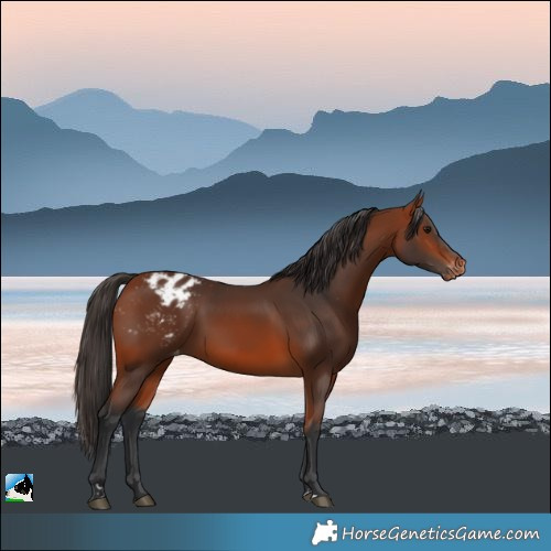 Horse Color:Bay Varnish 