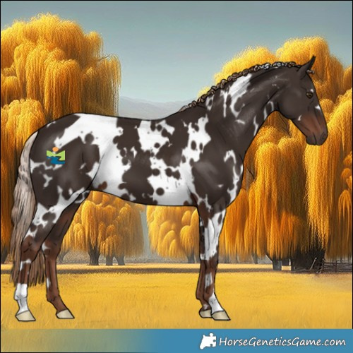 Horse Color:White Spotted Liver Chestnut 