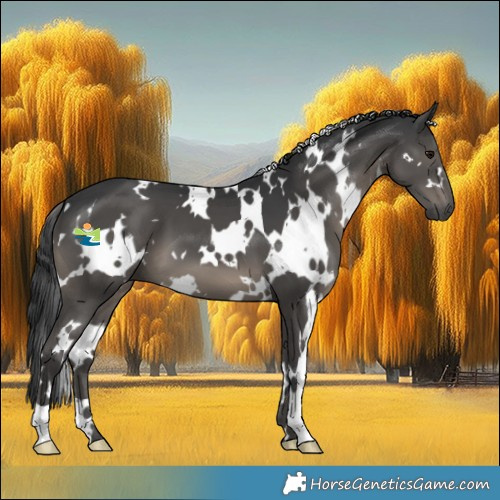 Horse Color:White Spotted Black 