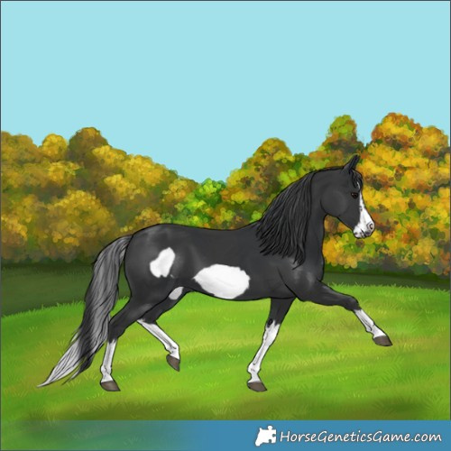 Horse Color:Black Splash Frame  and Black Splash Frame 