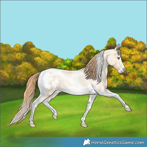 Horse Color:Gold Champagne Roan Dun Splash Tobiano Frame Appaloosa Rabicano 