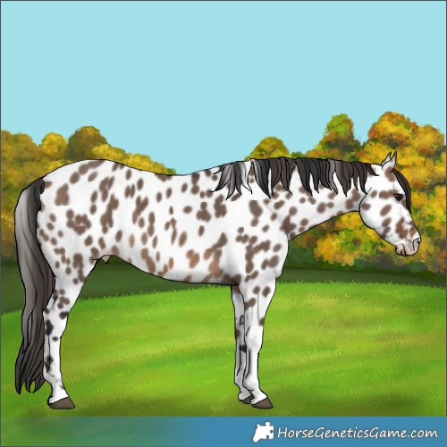 Horse Color:Brown Dun Tobiano Appaloosa Rabicano 