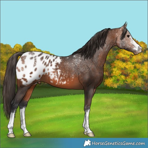 Horse Color:Bay Appaloosa 